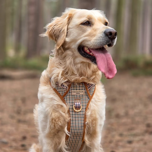 Heritage Explore - XL - Adjustable Dog Harness