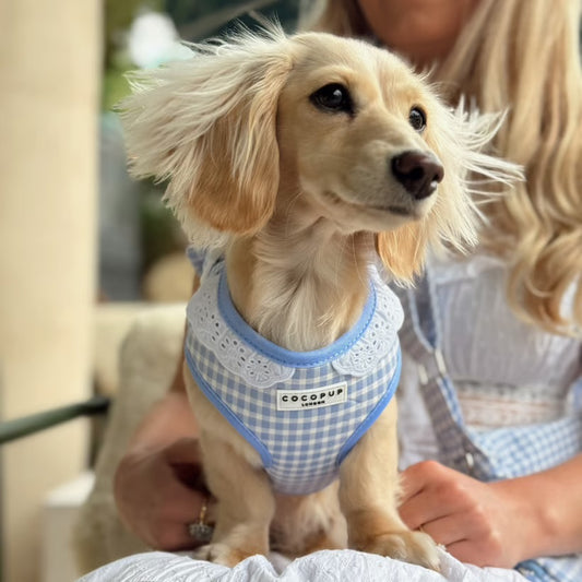 English Blue Harness