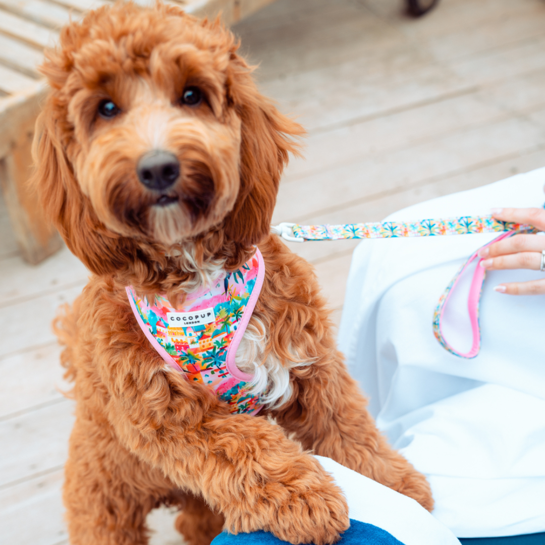 Portofino - Adjustable Dog Harness