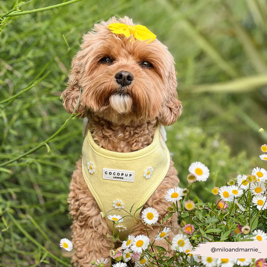 Buttercup Harness
