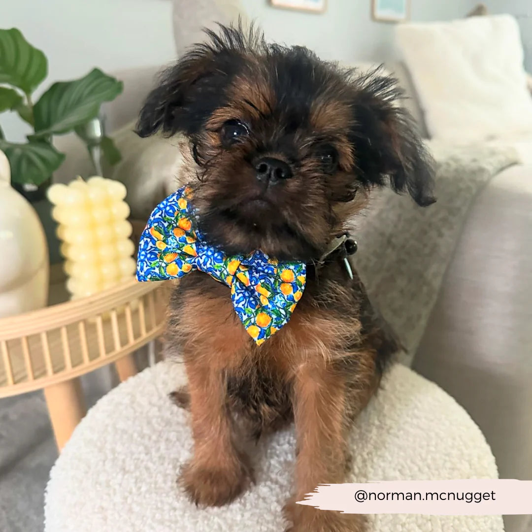 Amalfi Bow Tie