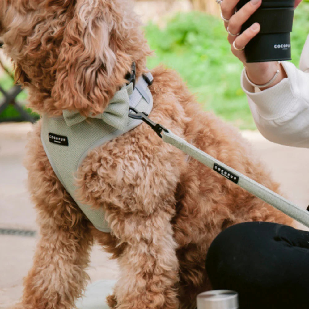 Sage Leash