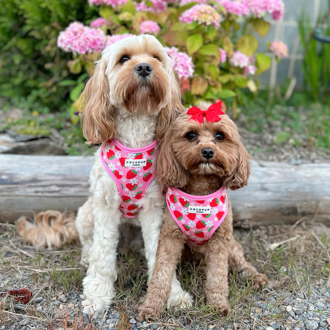 Pup Berry - Adjustable Dog Harness