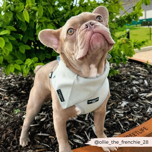 Sage Bandana (Scarf)