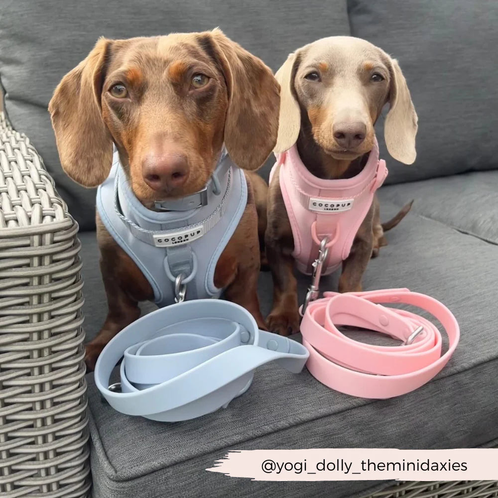 Bubblegum - Surf’s Up! 🏖️ - Adjustable Dog Harness