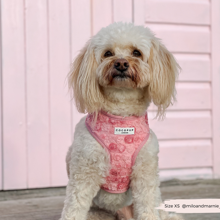 Peony - Adjustable Dog Harness
