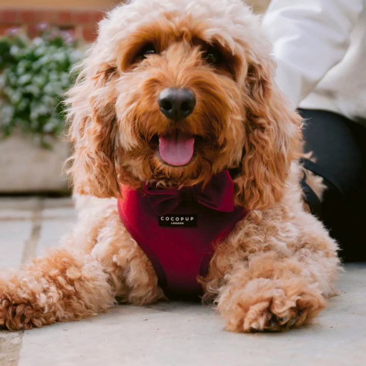 Luxe Red Velvet - Adjustable Dog Harness