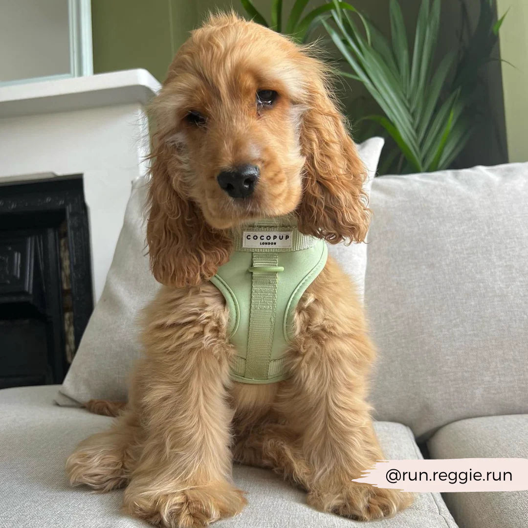 Matcha Harness - Surf’s Up! 🏖️