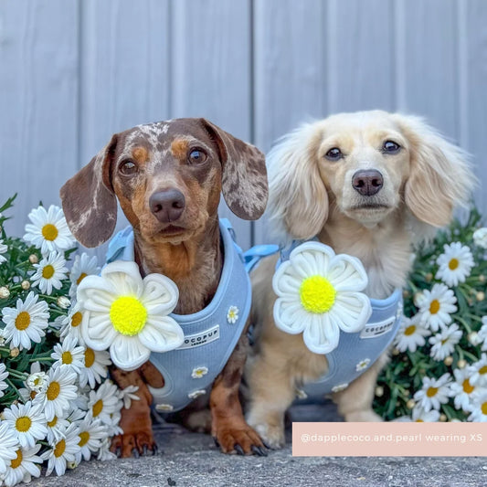 White Daisy Flower Bow