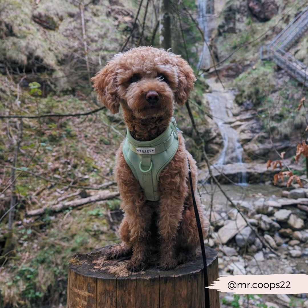 Matcha Harness - Surf’s Up! 🏖️