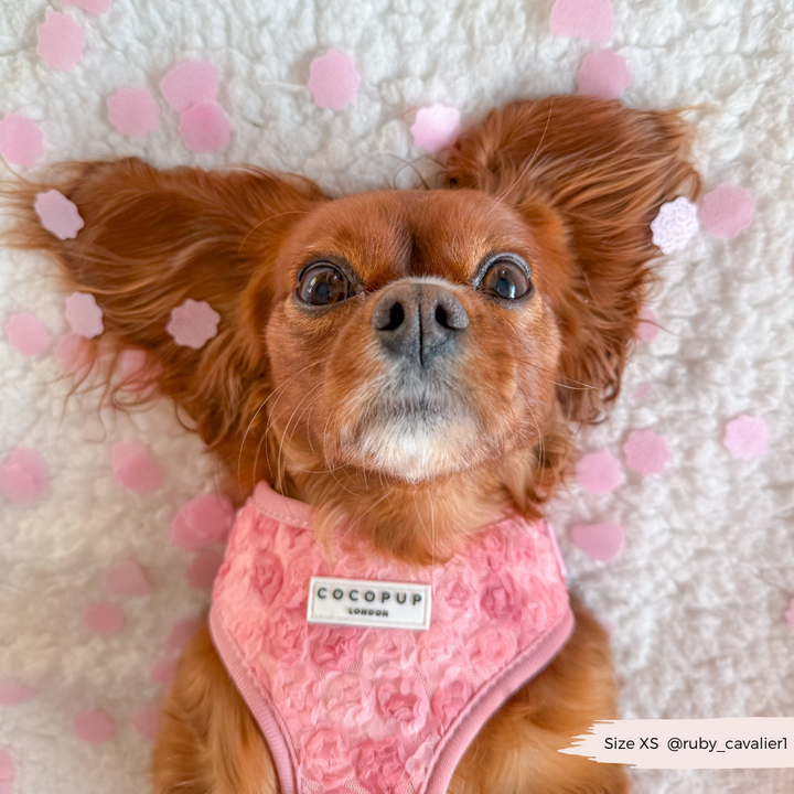 Peony - Adjustable Dog Harness