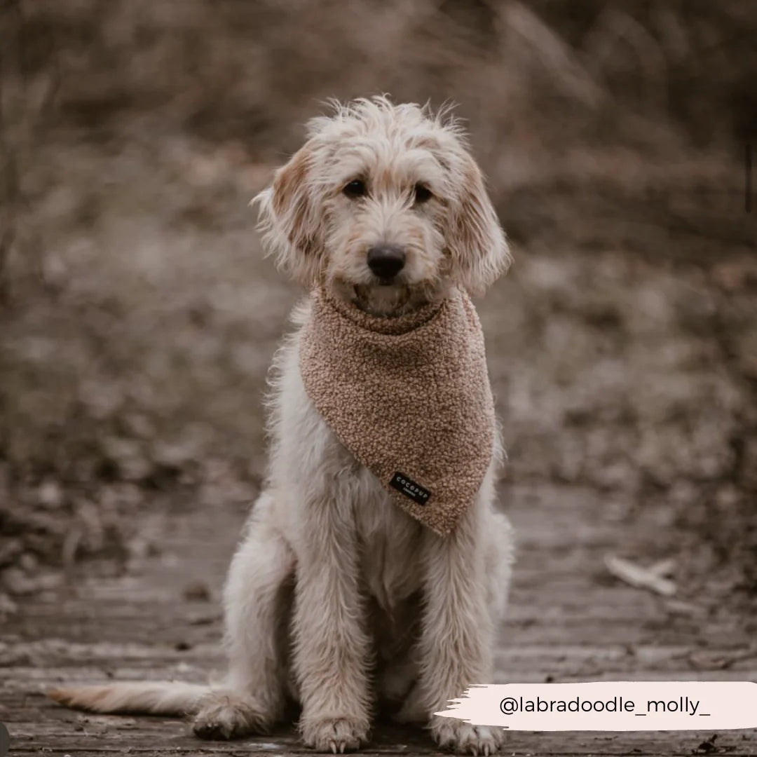 E-Teddy Bandana