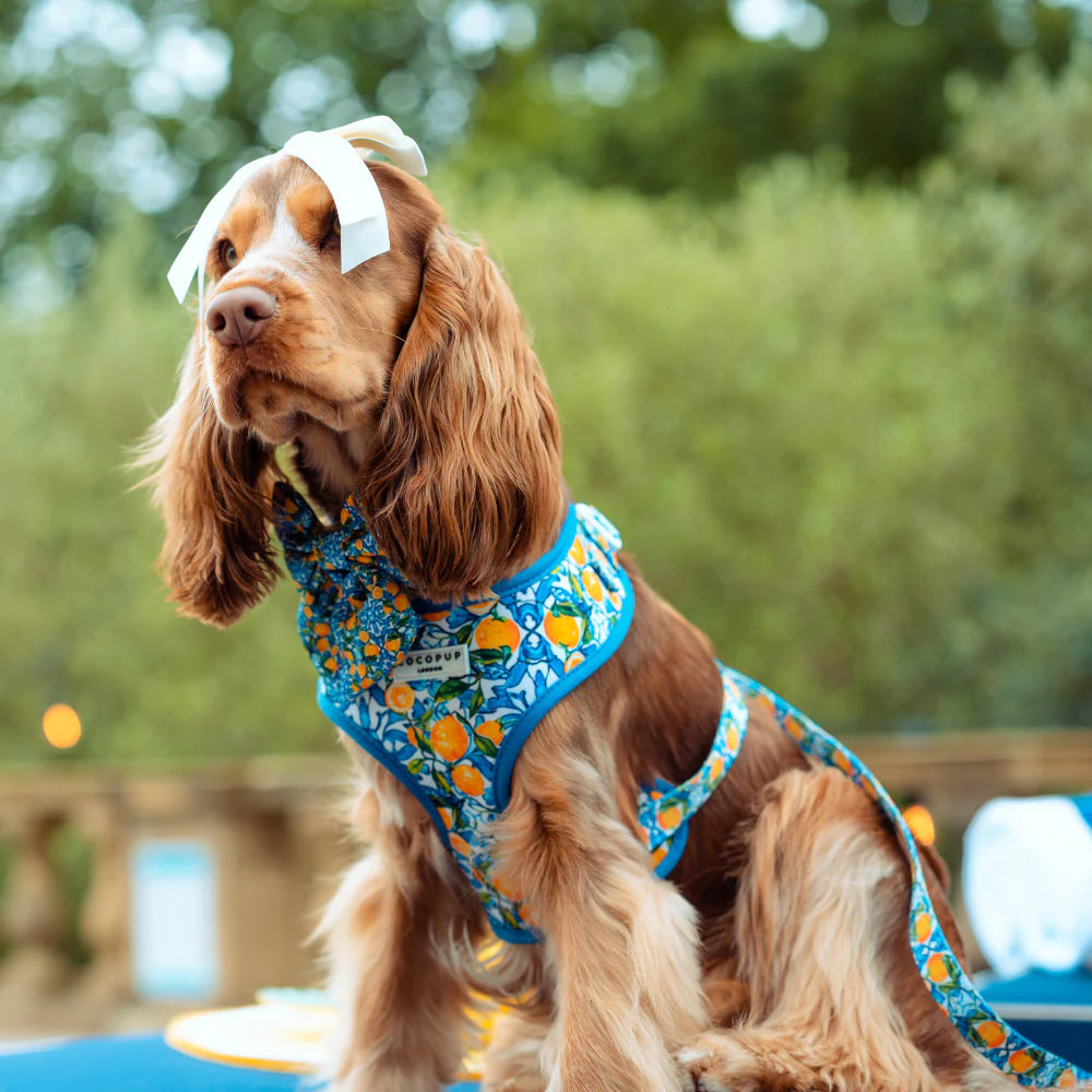 Amalfi Harness