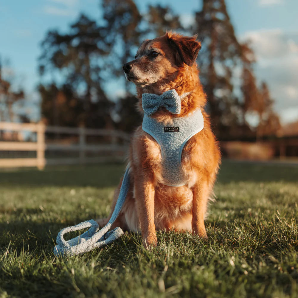 Daydream Leash