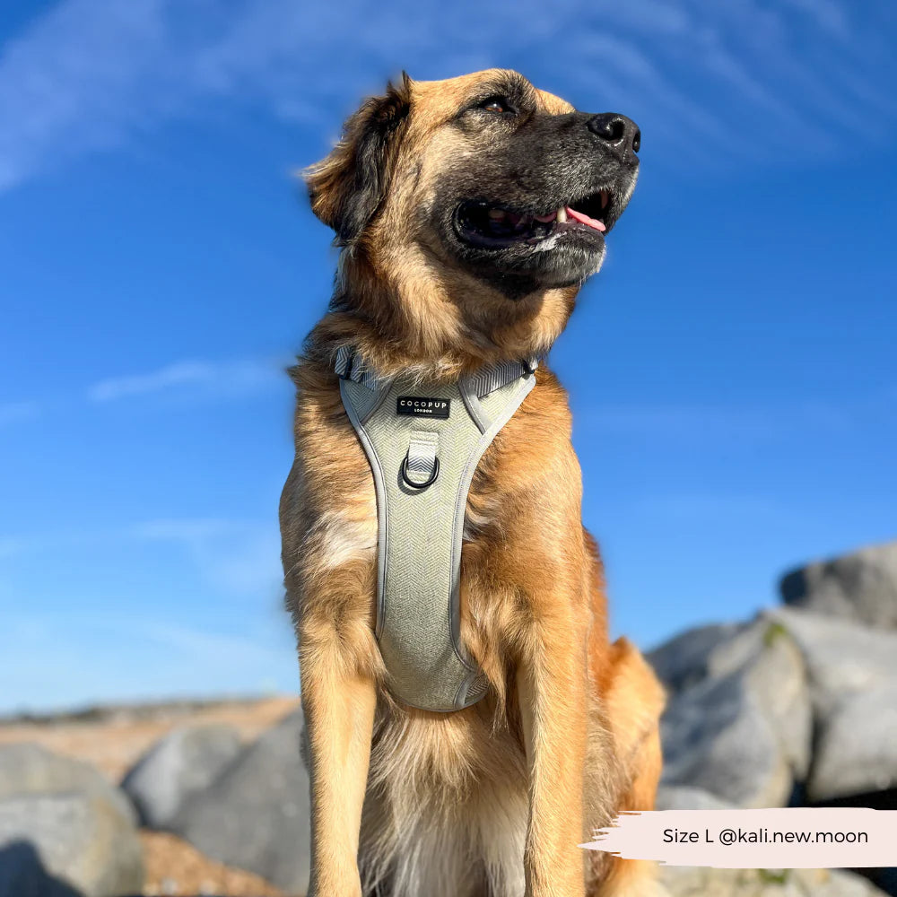 Sage Explore Harness
