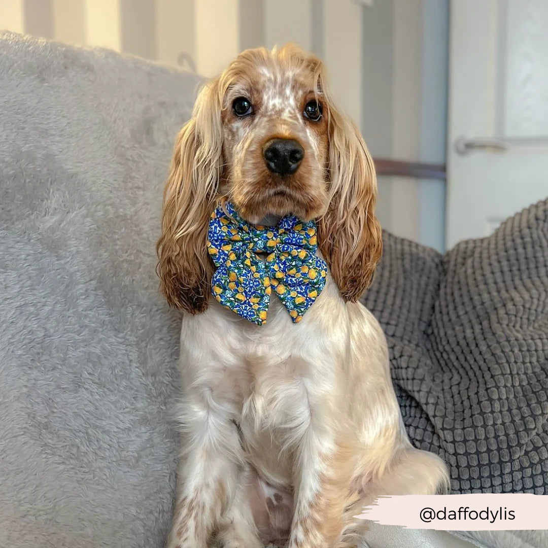 Amalfi Sailor Bow Tie