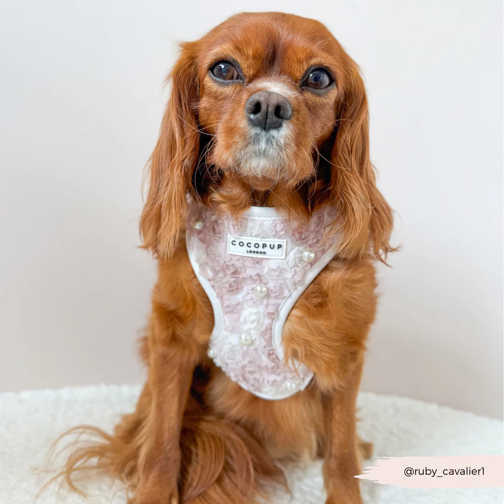 Pearly Pup Harness