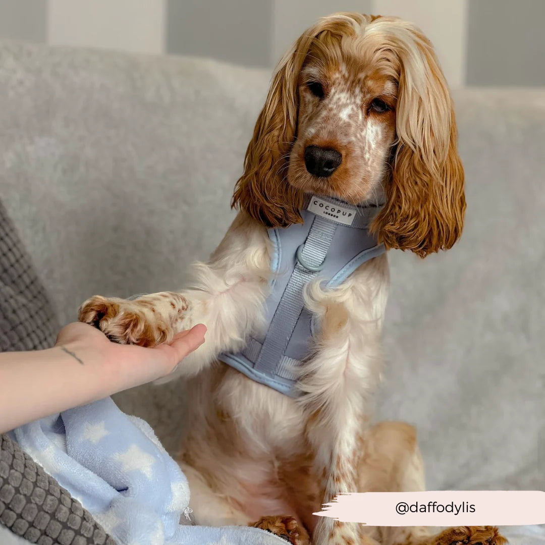 Bubblegum - Surf’s Up! 🏖️ - Adjustable Dog Harness
