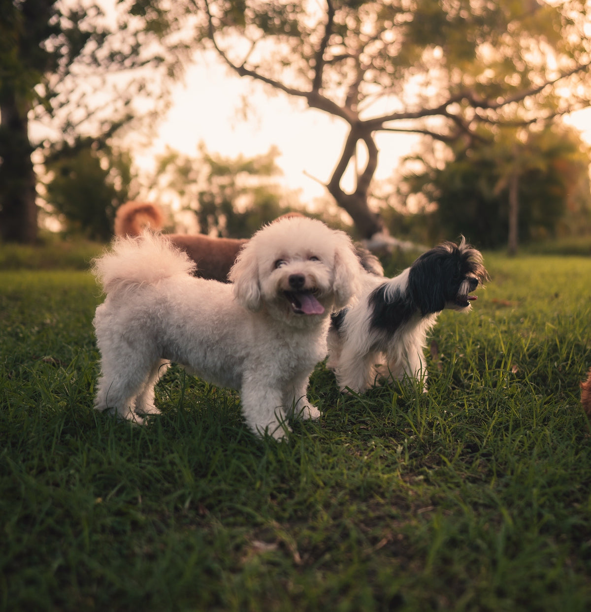 Photography Services | Specialising in Dog Portraits