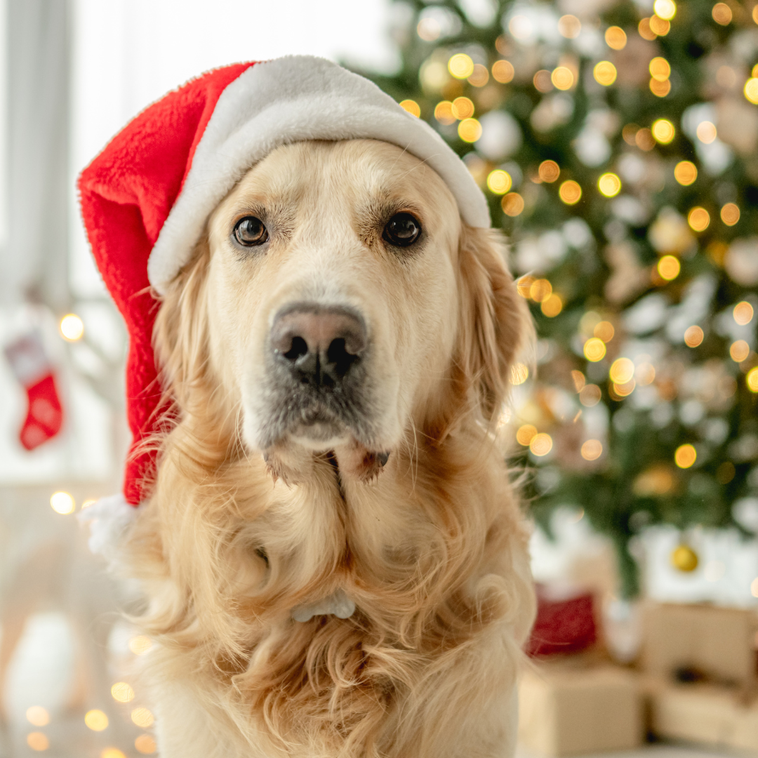 Christmas Gift Card (Digital)