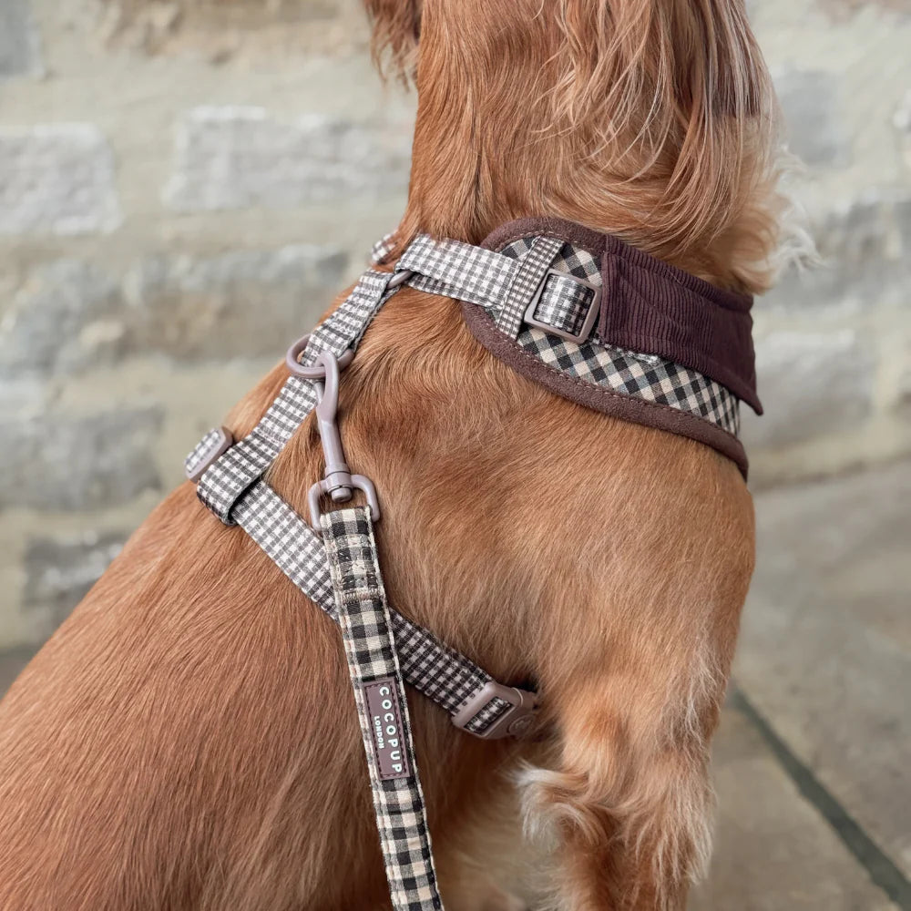 Cotswold Leash
