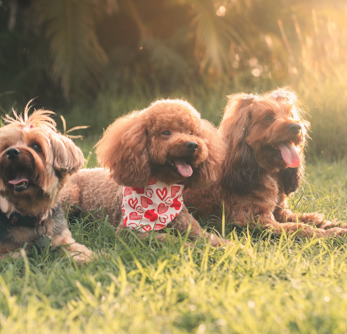 Photography Services | Specialising in Dog Portraits