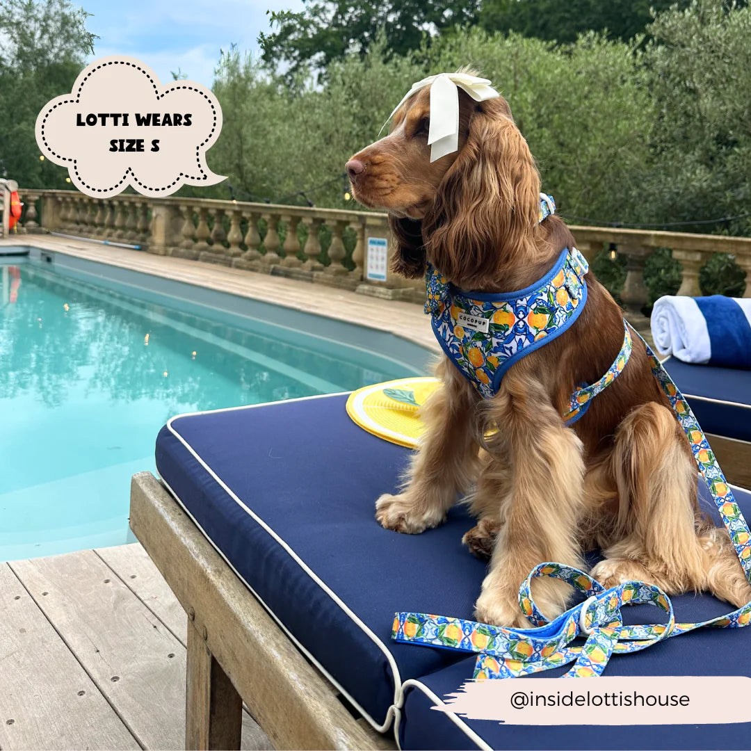 Amalfi Leash
