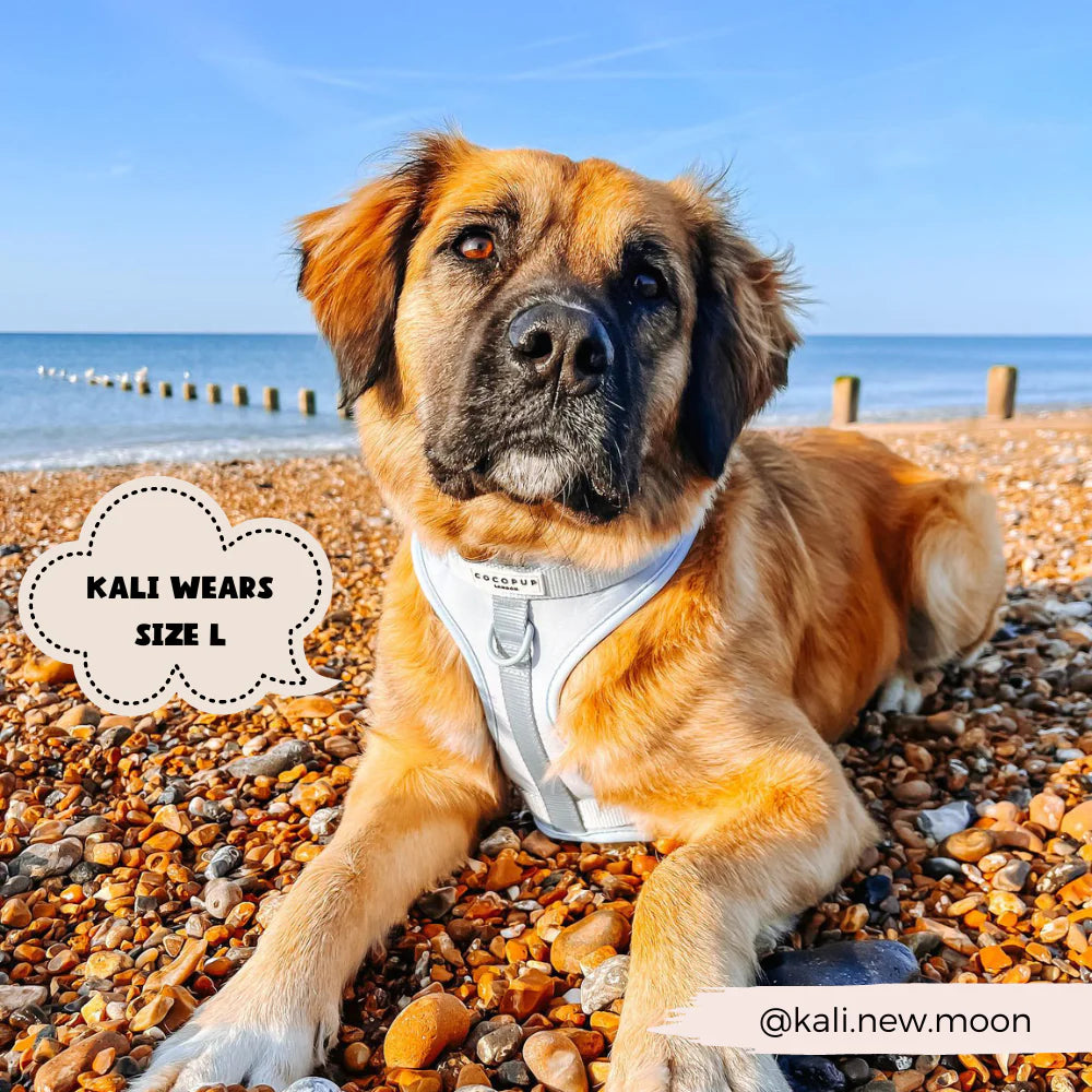 Bubblegum - Surf’s Up! 🏖️ - Adjustable Dog Harness