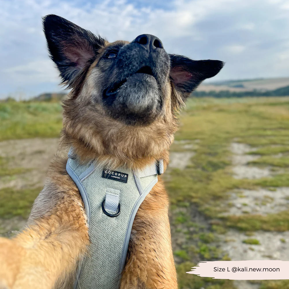 Sage Leash