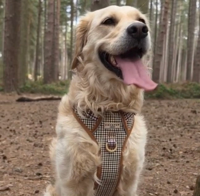 Heritage Explore - XL - Adjustable Dog Harness