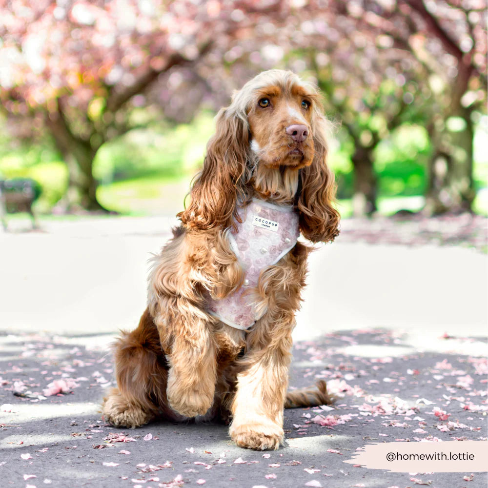 Pearly Pup Harness