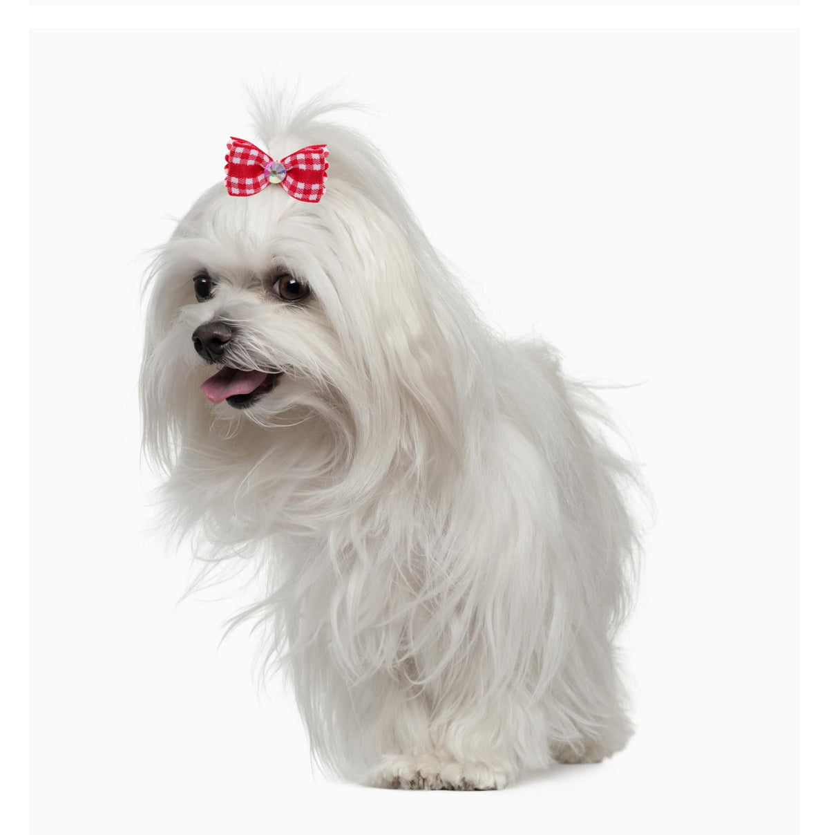 Tiny Royal Pup Hair Bows | Bundle Deals Available