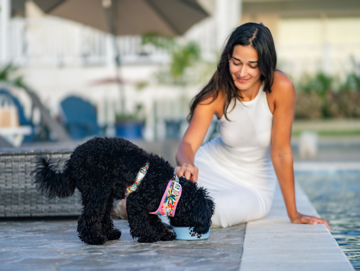 Photography Services | Specialising in Dog Portraits