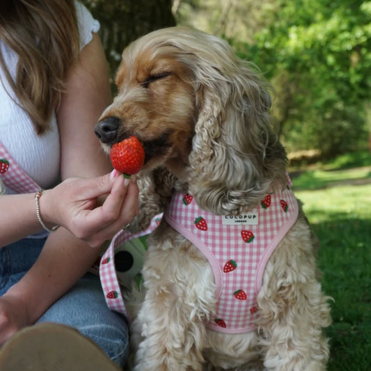 Strawberry Picnic Harness