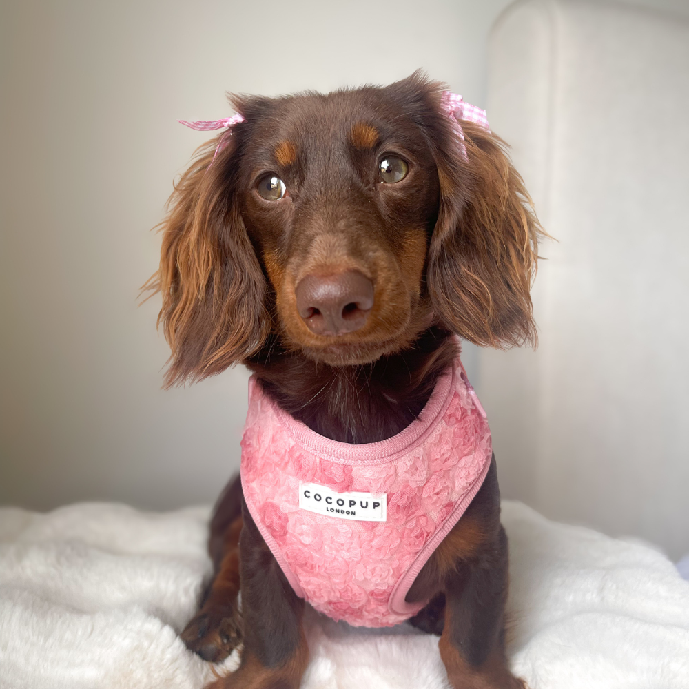 Peony - Adjustable Dog Harness