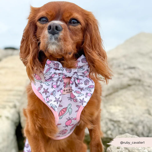 Pawcific Sailor Bow Tie