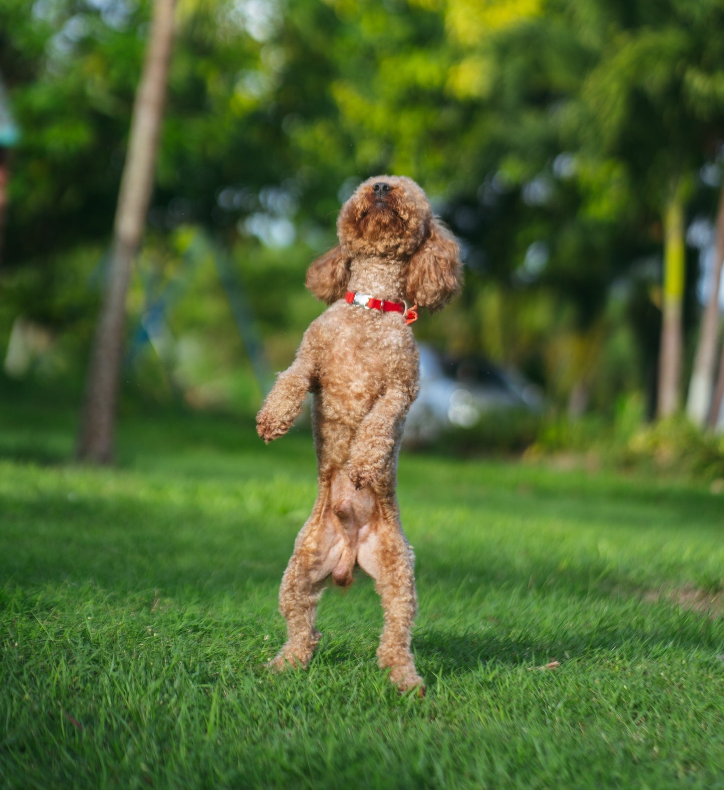 Photography Services | Specialising in Dog Portraits