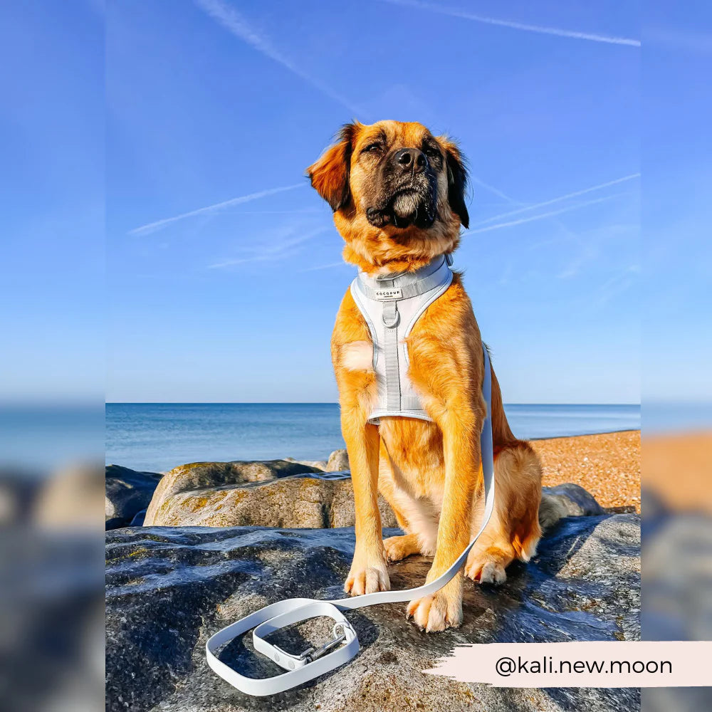 Bubblegum Leash - Surf’s Up! 🏖️