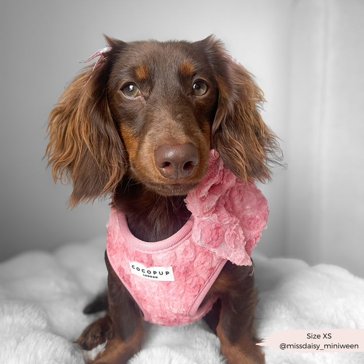 Peony - Adjustable Dog Harness