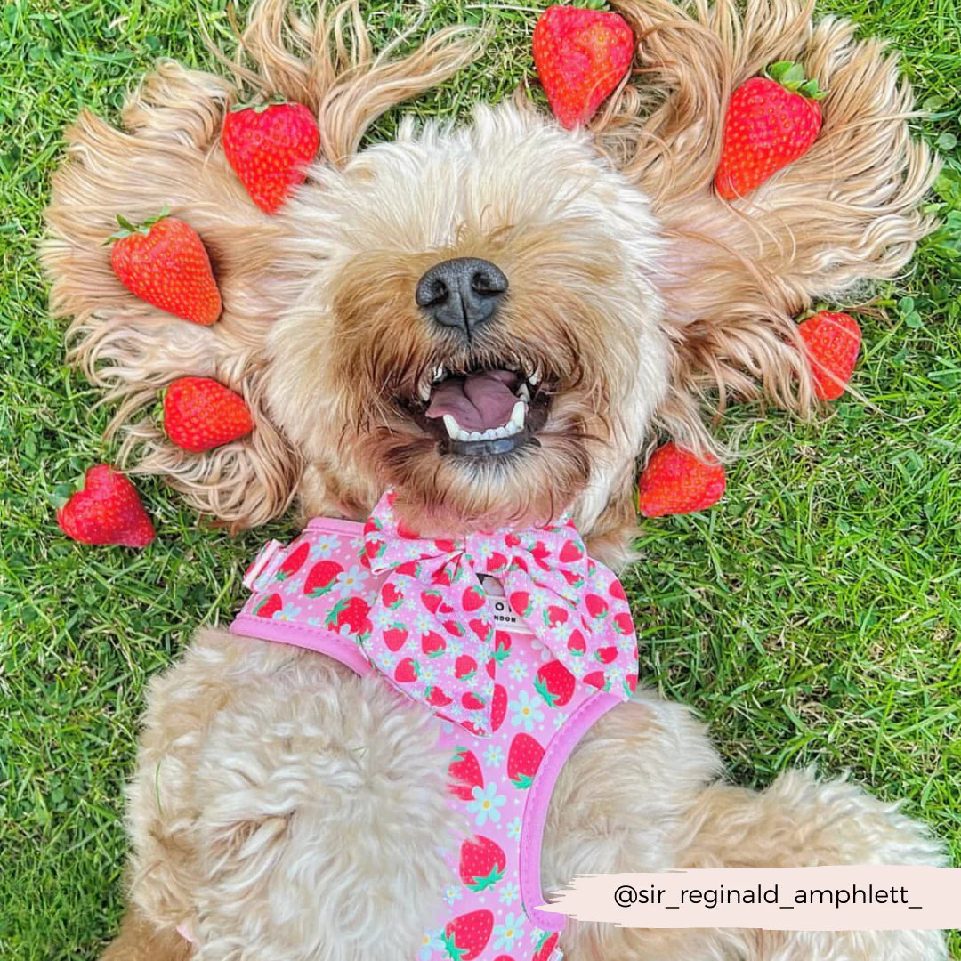Pup Berry - Adjustable Dog Harness
