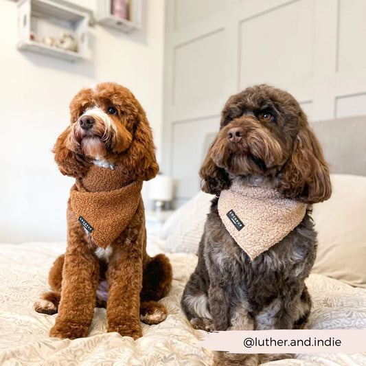 Teddy Bandana (Scarf)