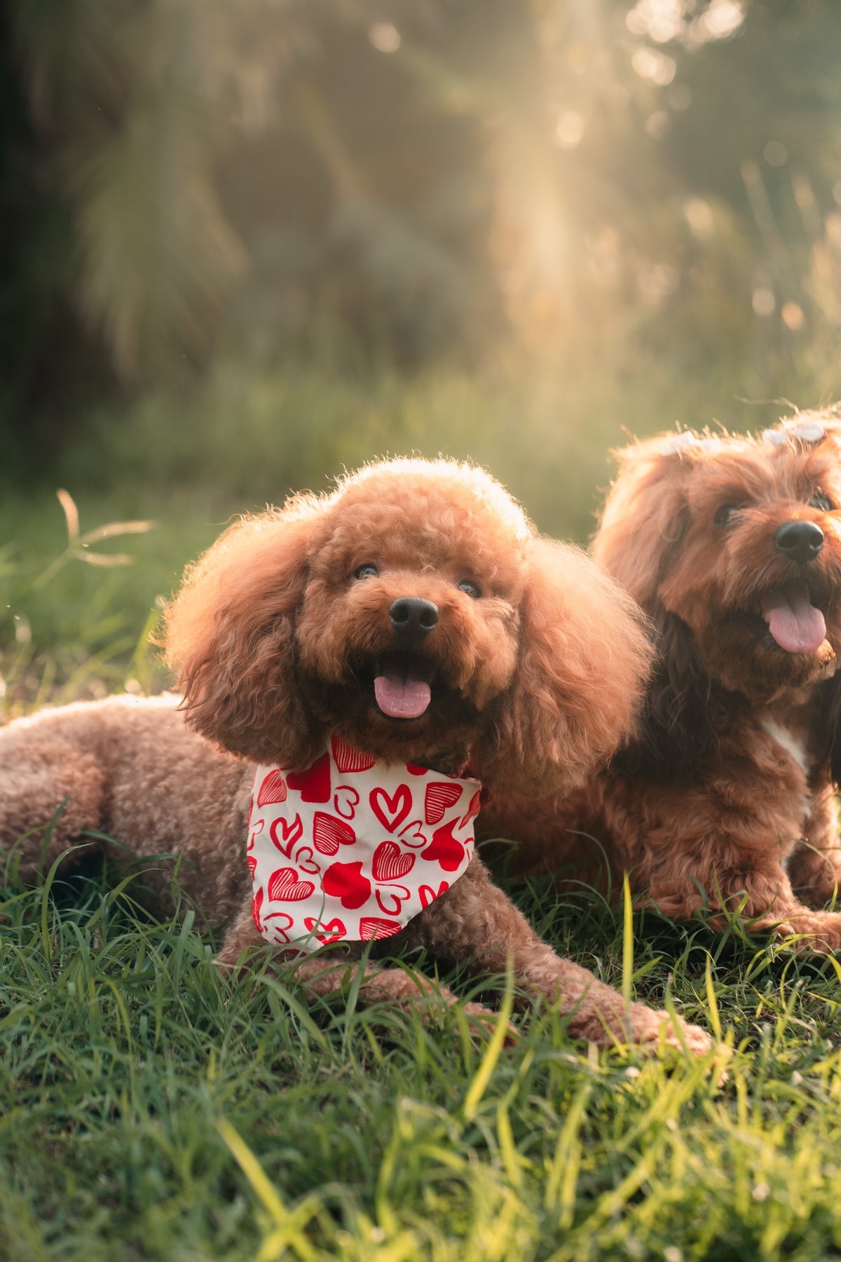 Photography Services | Specialising in Dog Portraits