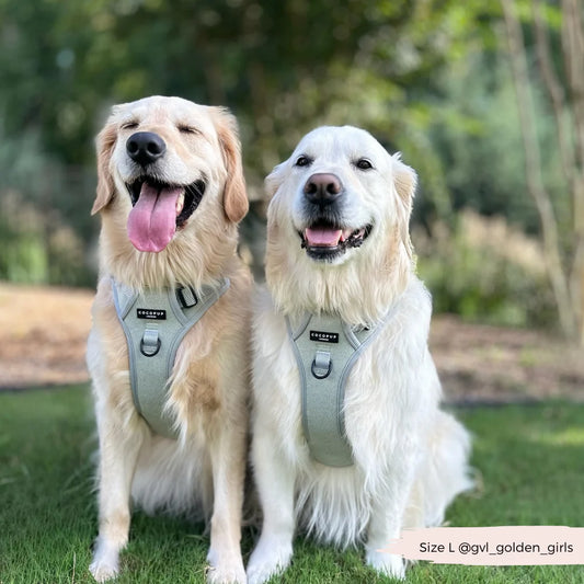 Sage Explore Harness