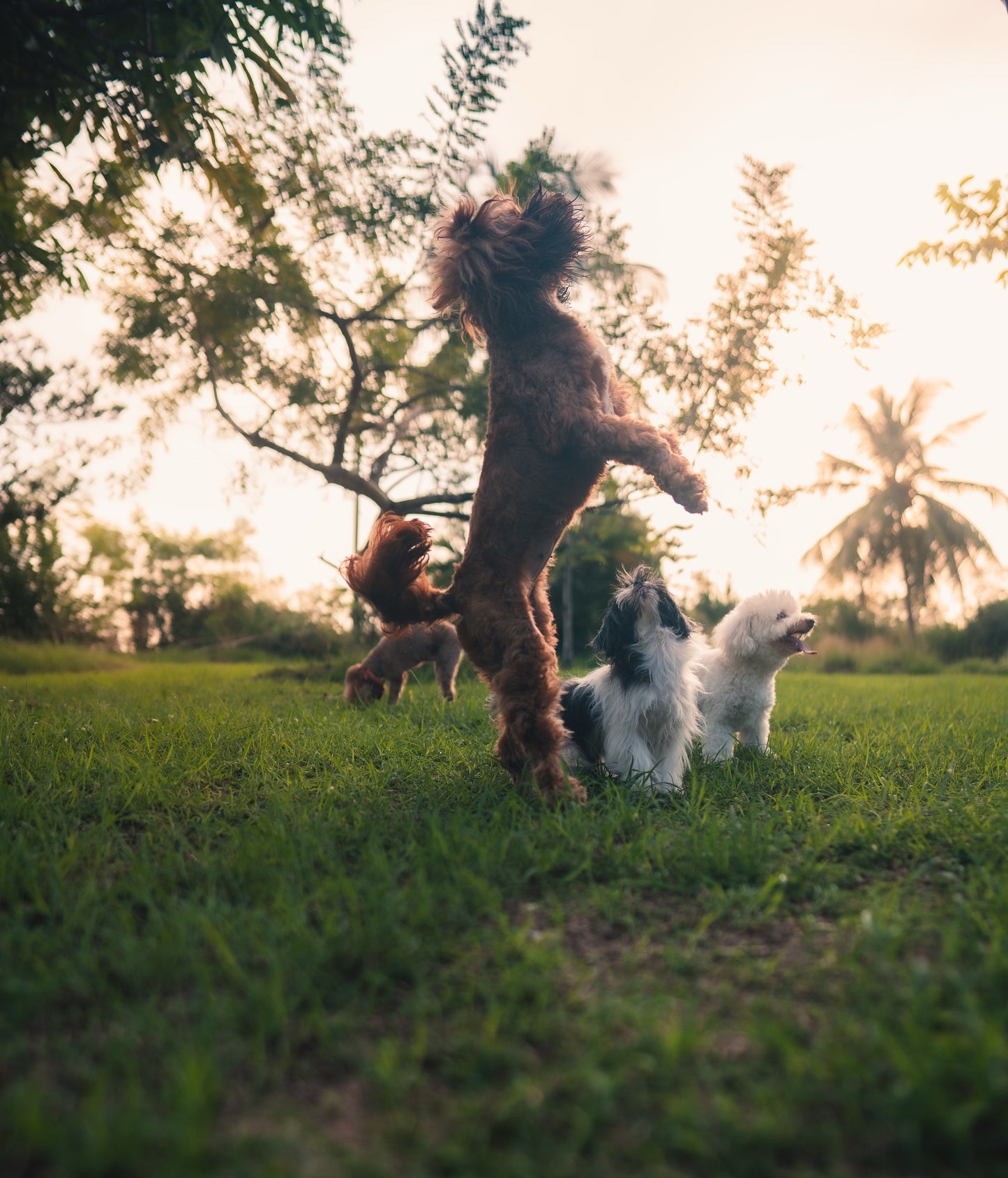 Photography Services | Specialising in Dog Portraits