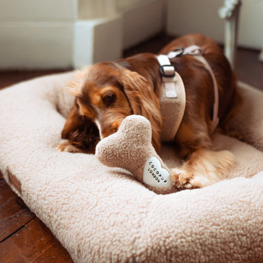 Teddy Bone Dog Toy