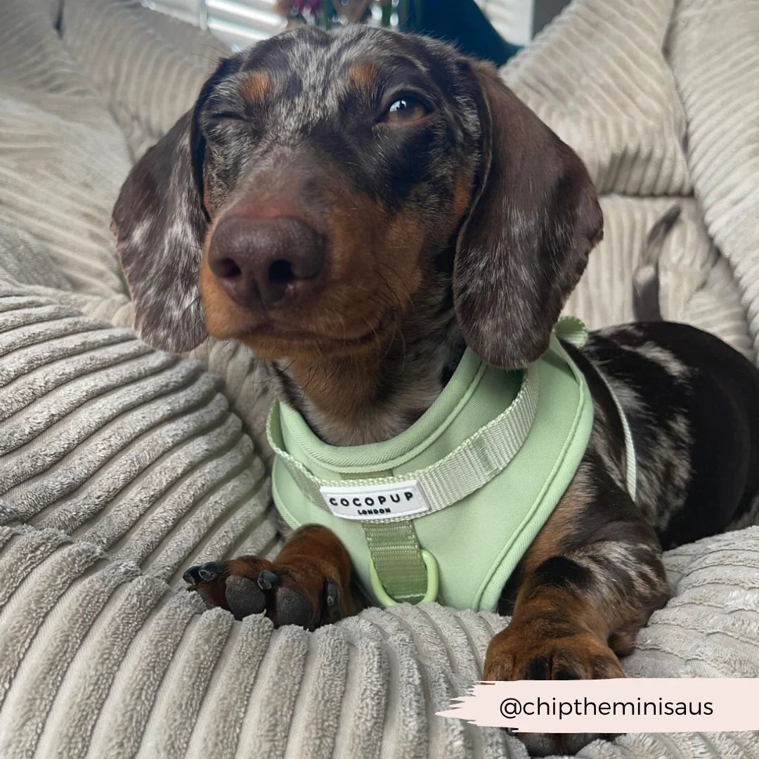 Matcha Harness - Surf’s Up! 🏖️