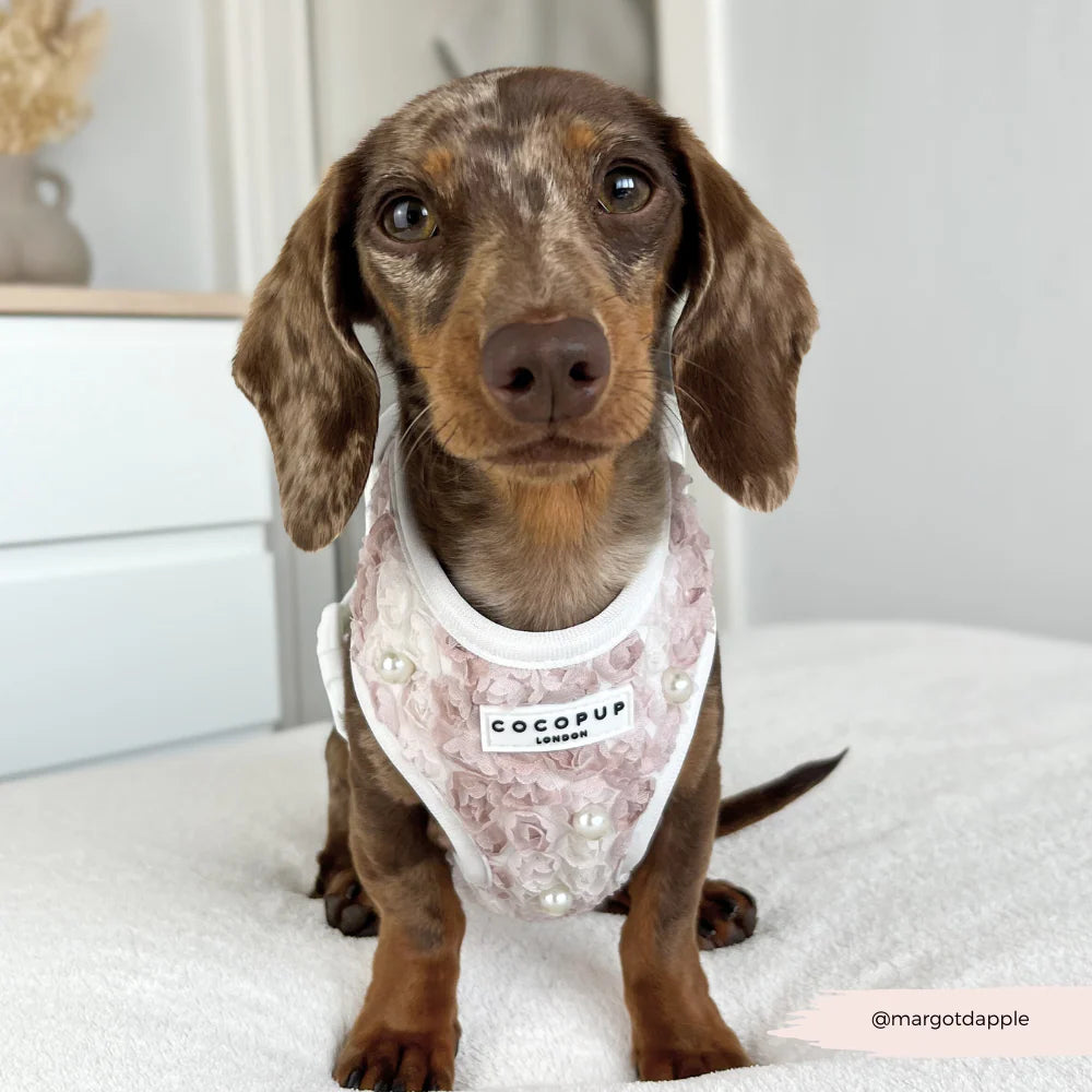 Pearly Pup Harness