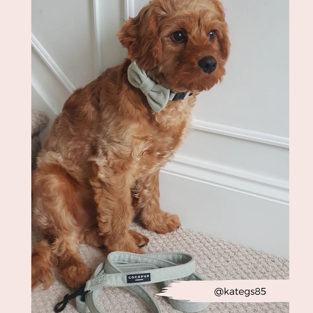 Sage Leash