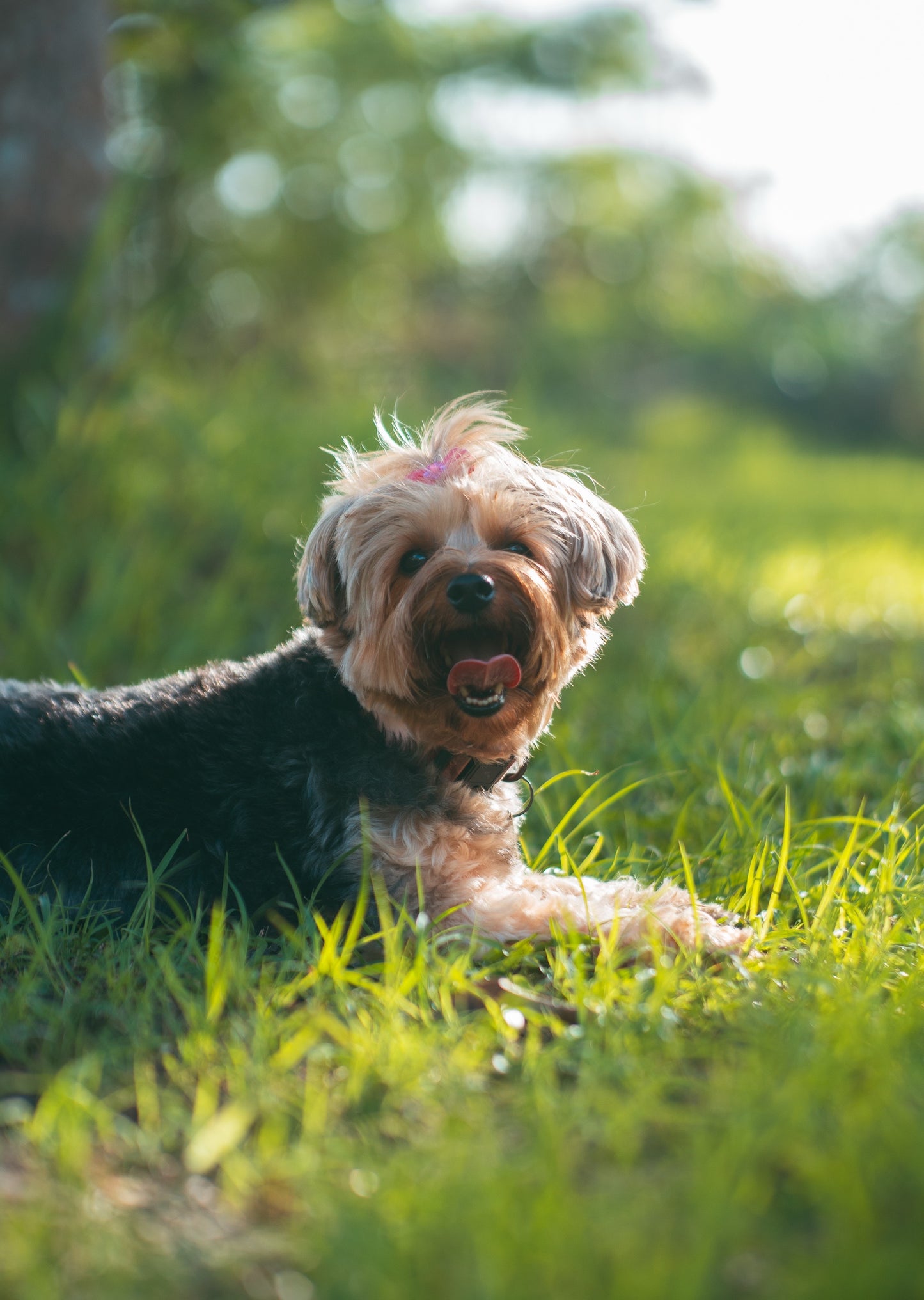 Photography Services | Specialising in Dog Portraits