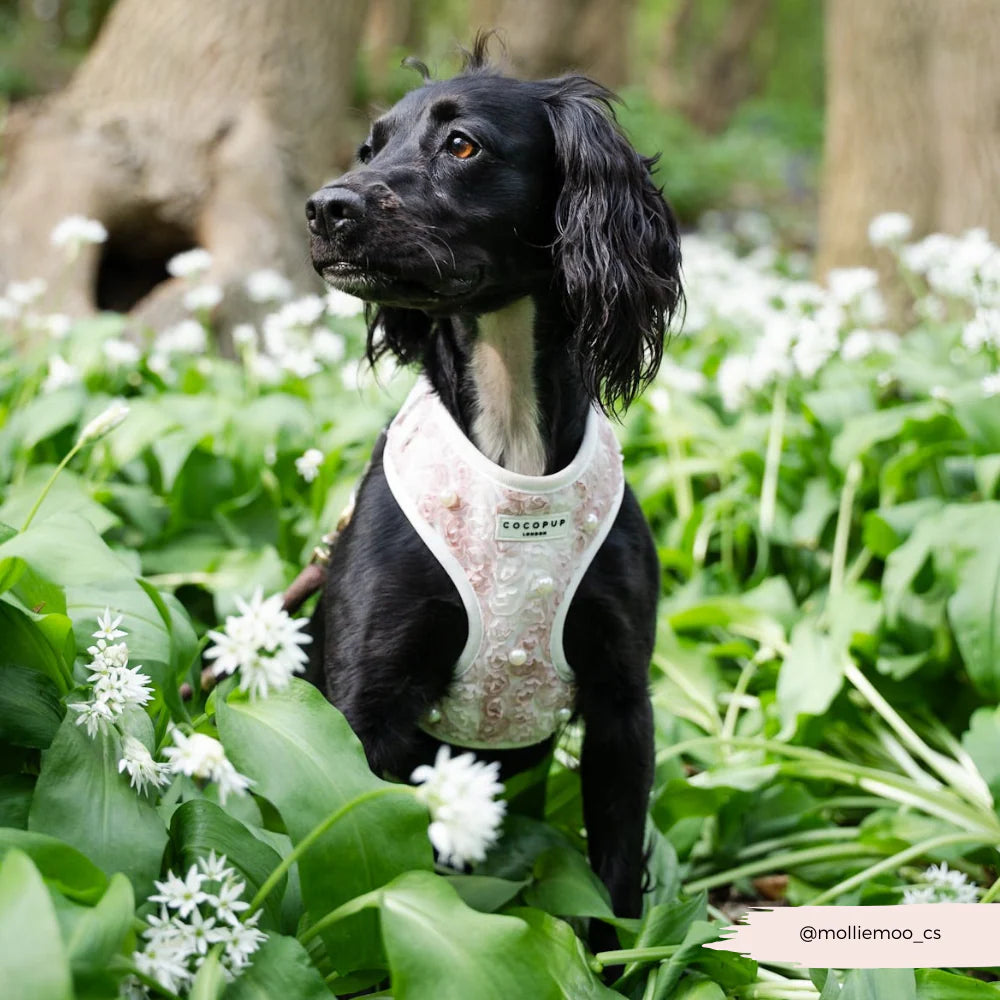 Pearly Pup Harness